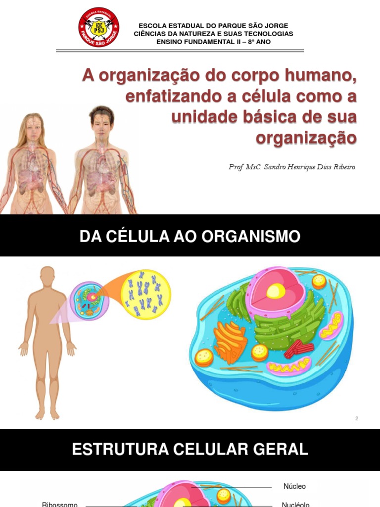 Aula 1 - A Organização Do Corpo Humano, Enfatizando A Célula Como A ...