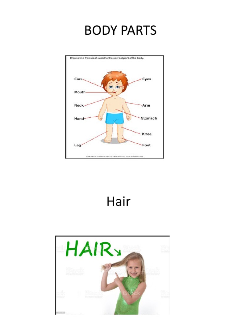 BODY PARTS | PDF