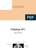 Anatomía Práctica