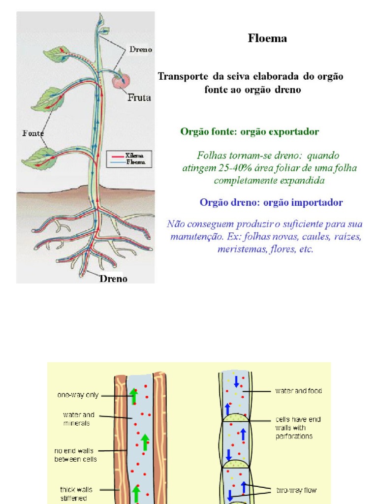 Transporte Floema | PDF