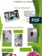 CICLO CELULAR