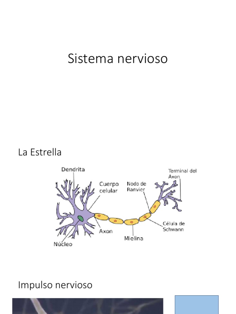 clase sistema nervioso | PDF
