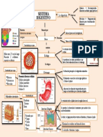 Mapa Conceptual Del Sistema Digestivo
