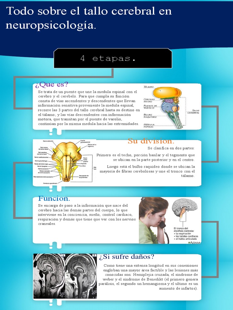Tallo Cerebral | PDF