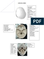 Cortes Del Craneo