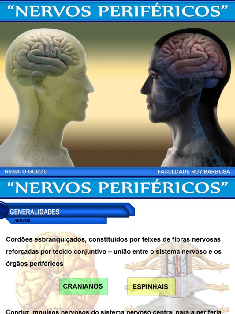Quais As Funções Dos Nervos Periféricos? – XGJH