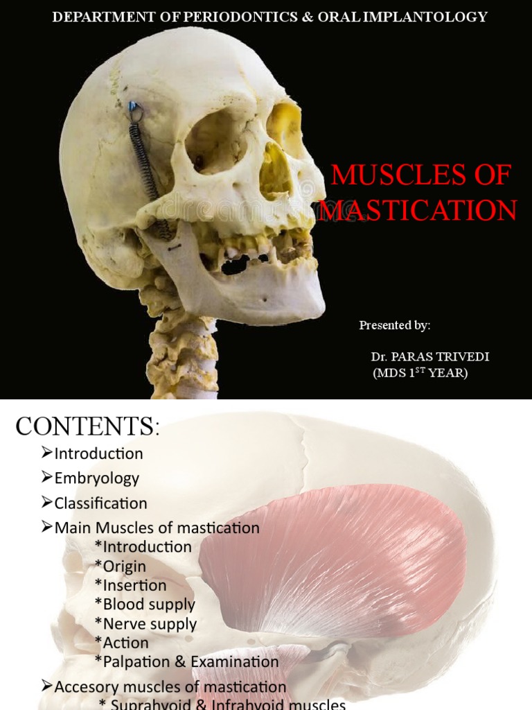 Muscles of Mastication | PDF