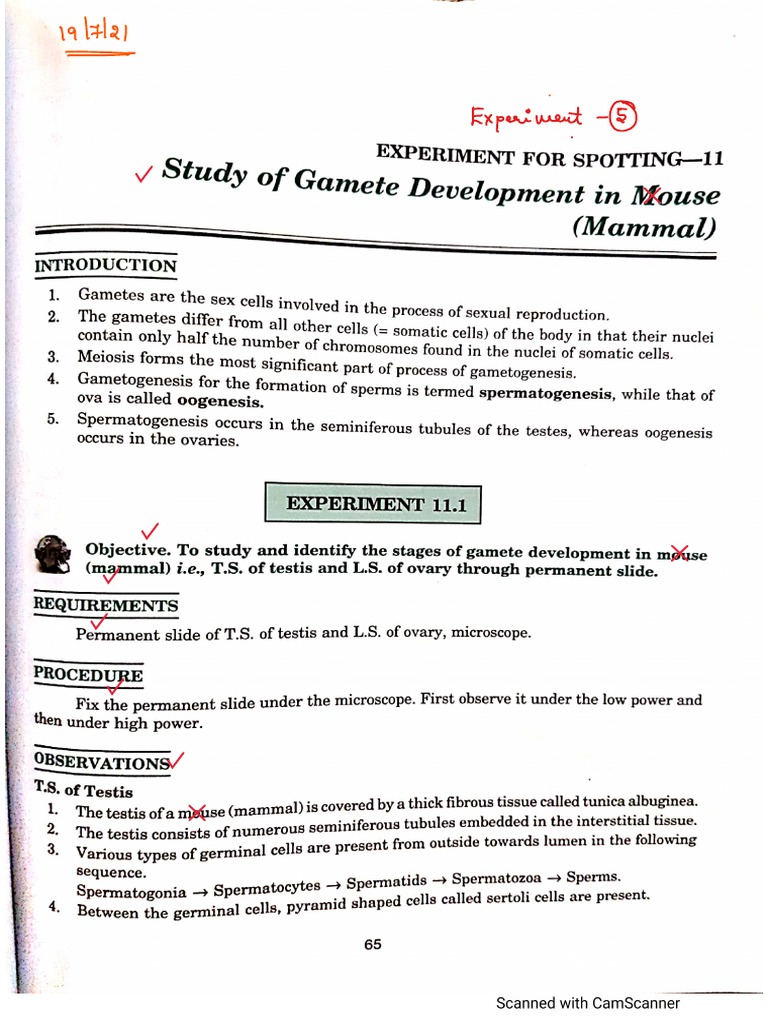 Gametes 1 | PDF