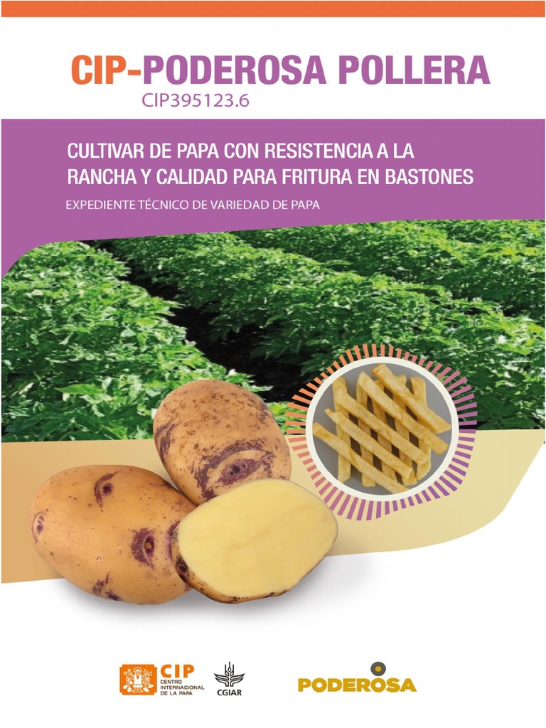 Cultivar de Papa Poderosa Pollera | PDF | Patata | Agricultura