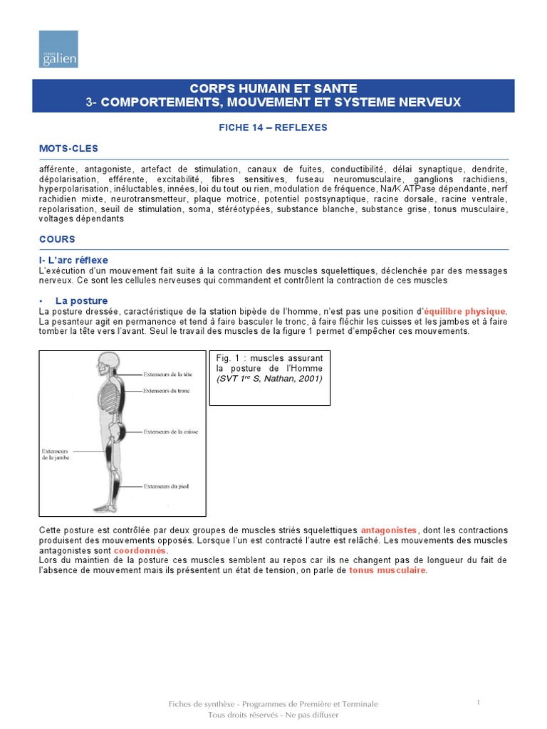 Les réflexes et le système nerveux | PDF | Nerf | Acétylcholine