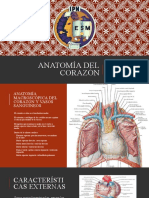 Anatomía Cardíaca