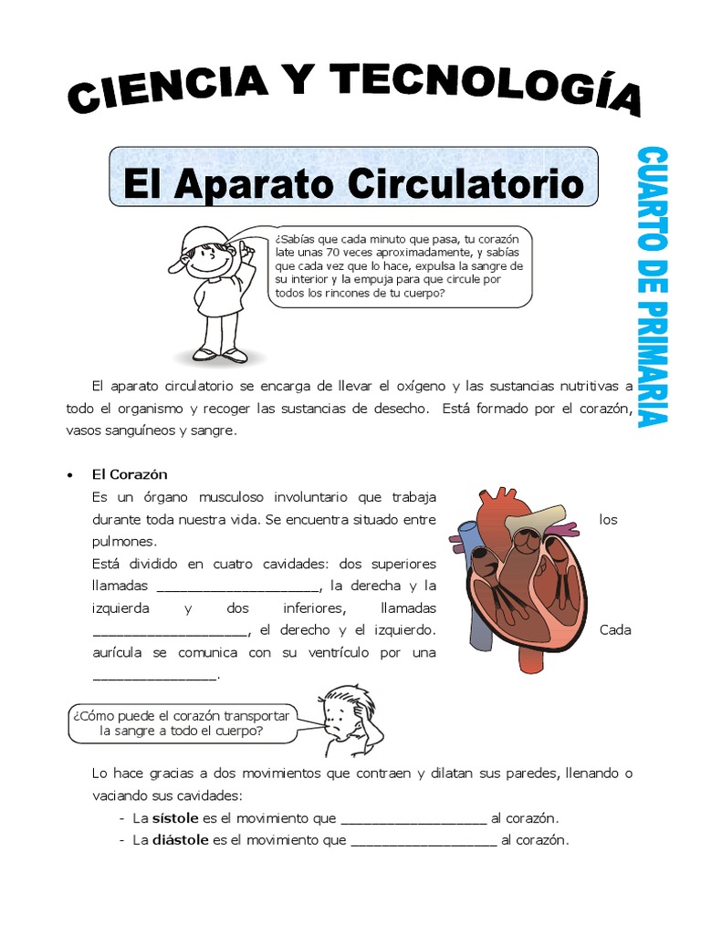 El Aparato Circulatorio | PDF | Corazón | Sistema circulatorio