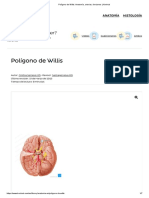 Polígono de Willis - Anatomía, Arterias, Funciones - Kenhub