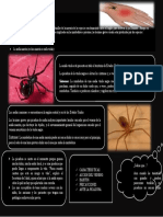 Picadura de Araña