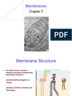 Ch.5 Membranes