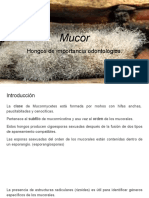 Mucor