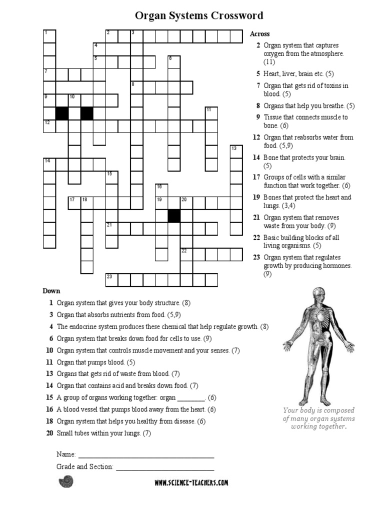 Organ Systems Crossword PDF
