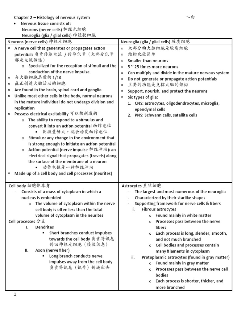 Sem 1 - 机能解剖学 (Chapter 2 - Histology of nervous tissue) 笔记 | PDF ...