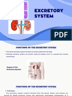 Urinary-System