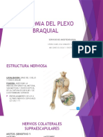 Anatomia Del Plexo Braquial