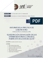 Informe Practica 2 Anatomía