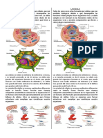 Textos Sobre La Célula