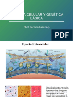 Unidad 11 Matriz Extracelular