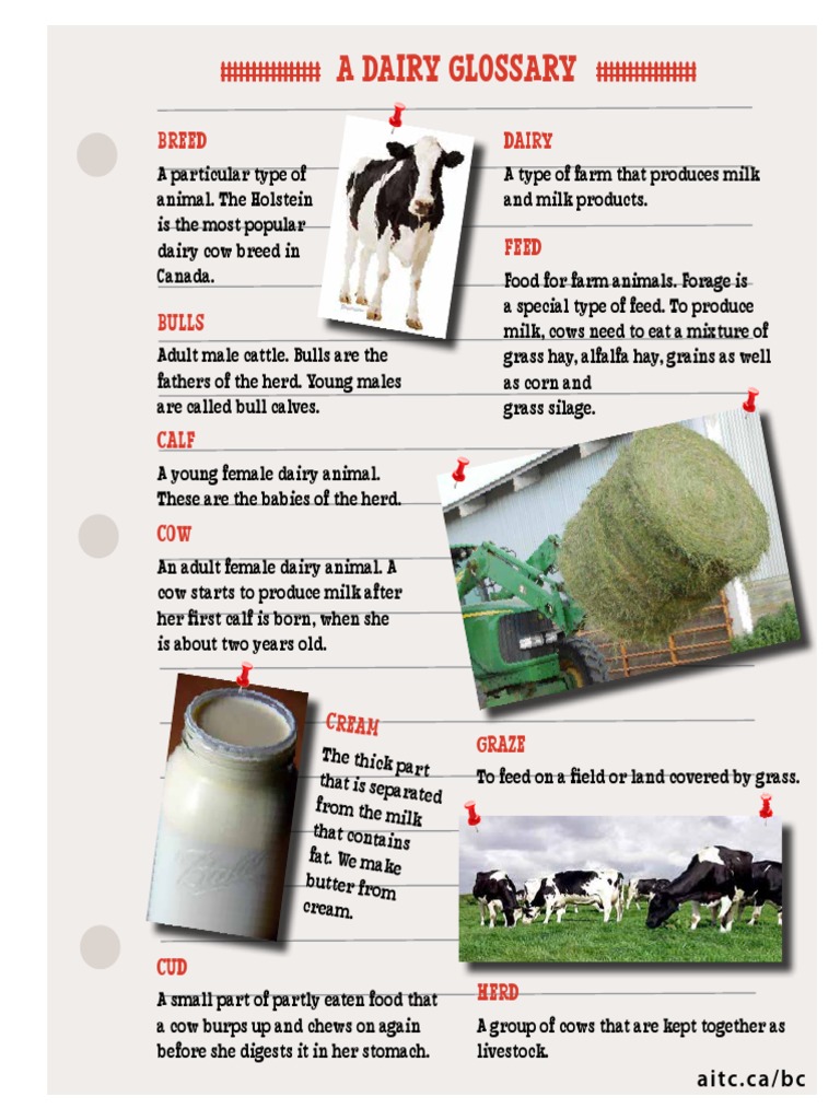 Cow S Tale Glossary PDF Dairy Cattle Cattle