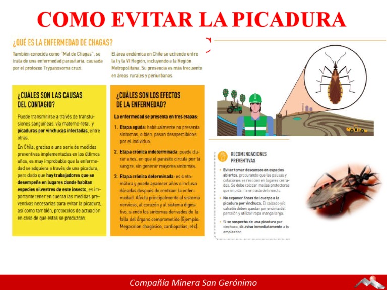 09 Picadura Vinchuca | PDF