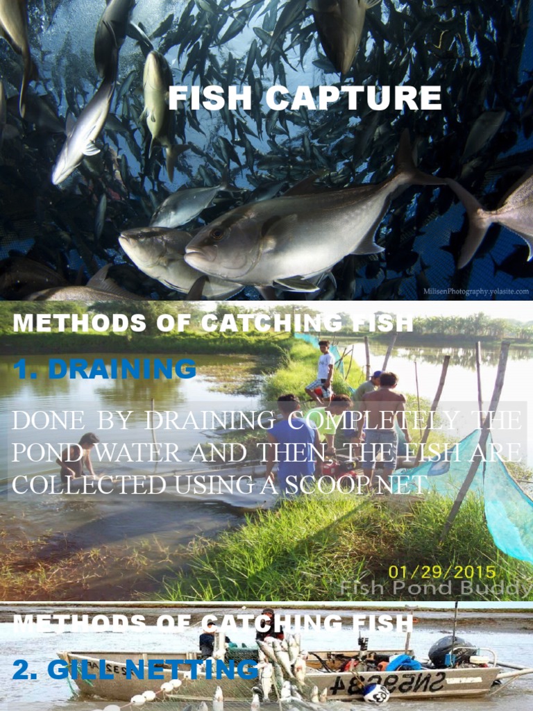 Fish Capture PDF Equipment Outdoor Recreation