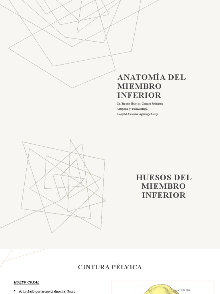 Anatomía Del Miembro Inferior Pdf Cadera Tejido Suave