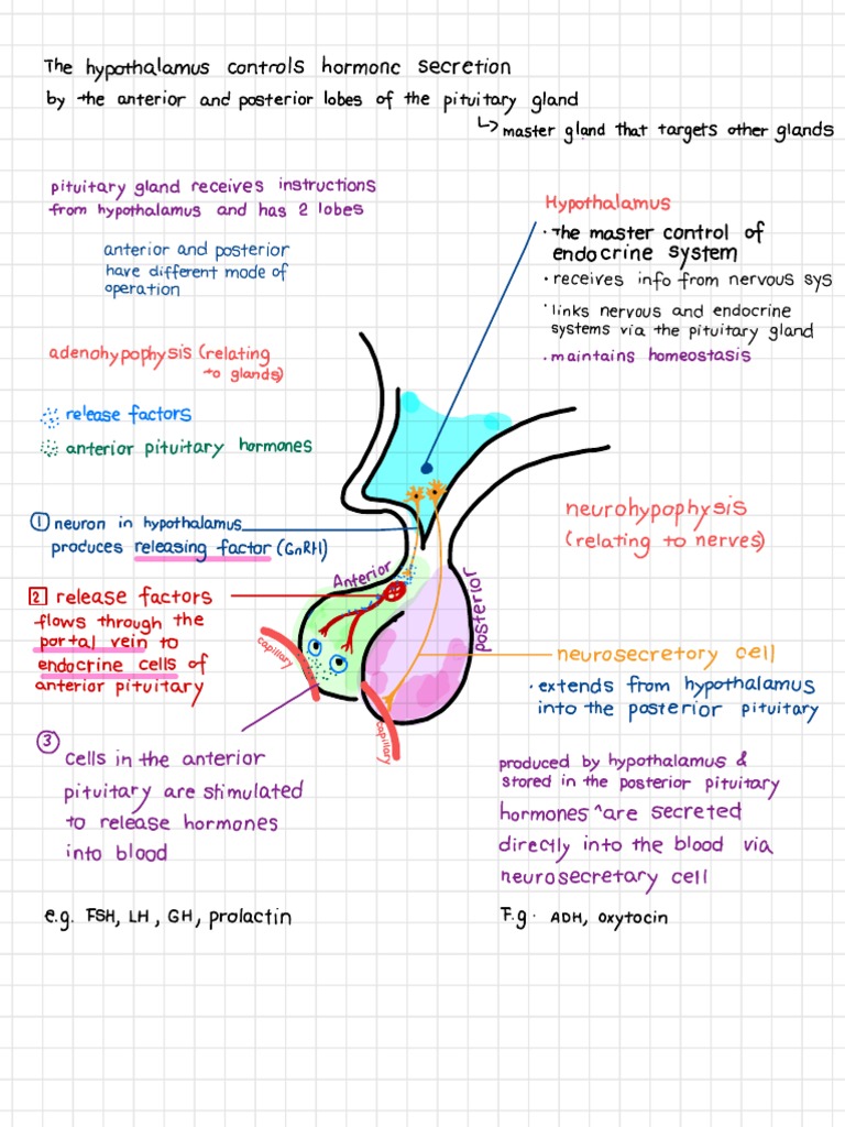 D 5 Notes Diagram Of Hypothalamus And Pituitary Glands Pdf