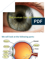 Lecture 2a Anatomy of The Human Eye - Revised