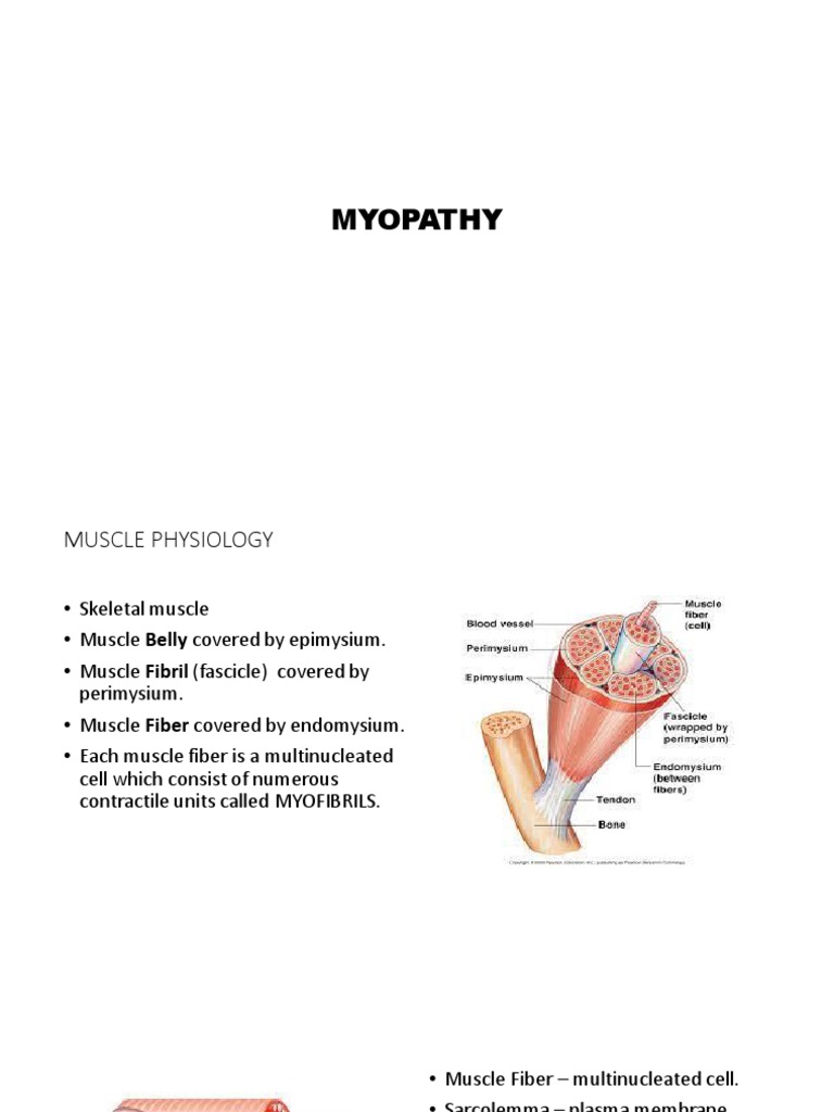 Myopathy | PDF | Muscle Contraction | Skeletal Muscle