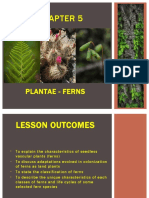 Chapter 6 - Plantae Part 2