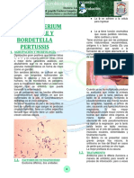 Corynebacterium Diphteriae Y Bordetella Pertussis: Reticulocitos