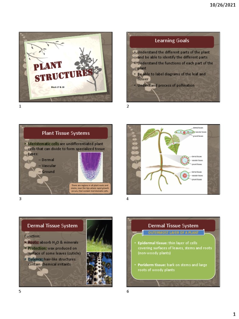 Plant Structure and Functions Explained | PDF | Plant Stem | Leaf