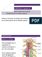 Tema 10. Sistema Nervioso. Médula Espinal y SNP
