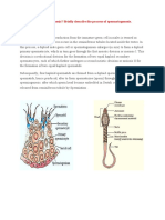 Spermatogenises