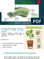 Tejidos Vegetales 23-23