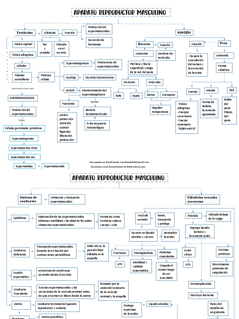 Aparato Reproductor Masculino Mapa Conceptual 303043 Downloable 3362519 ...
