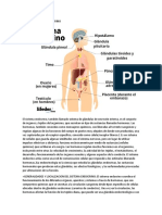 Unidad Ii Sistema Endocrino