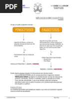 AMPLIACIÓN DE FAGOCITOSIS (Sobre Pinocitosis)