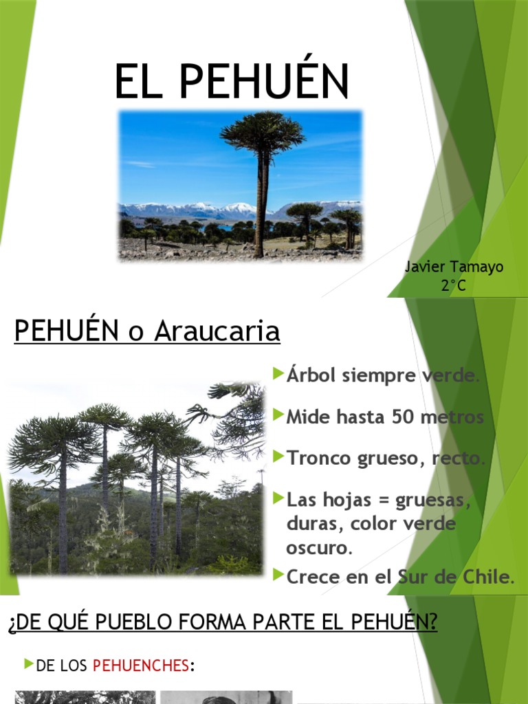 El Pehuén: Árbol Sagrado Pehuenche | PDF | Hogar, jardinería y bricolaje