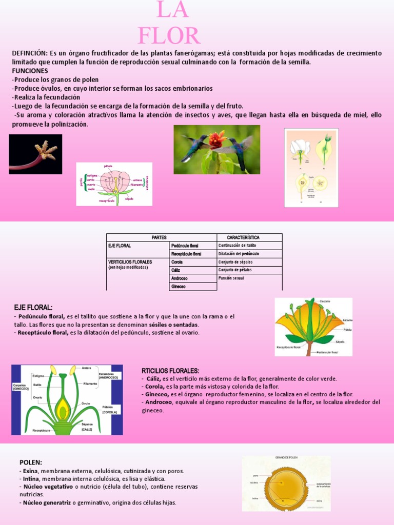 Estructura y Función de la Flor | PDF | Flores | Organismos