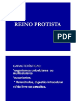 Reino Protista