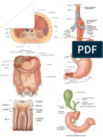 UNIDAD 8. Sistema Digestivo. Quirón - Compressed PDF