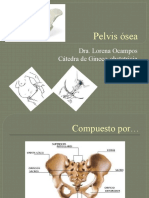 Pelvis Ósea