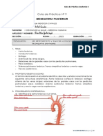 9° Guía Práctica - Mediastino Posterior