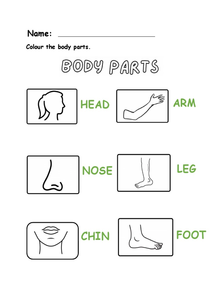 Body Parts PDF